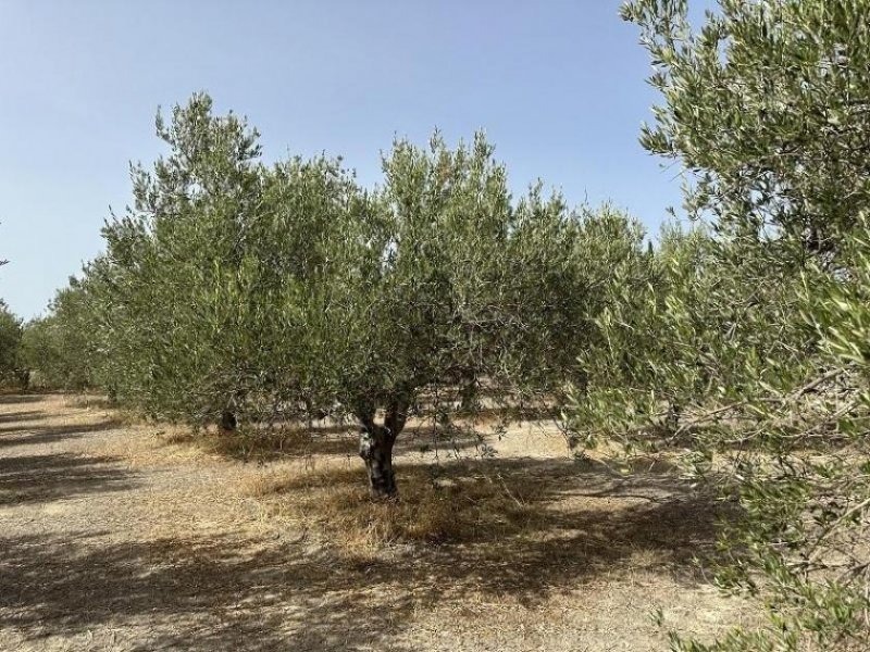 Arkadi Kreta, Asteri: Grundstück mit Meerblick zu verkaufen Grundstück kaufen